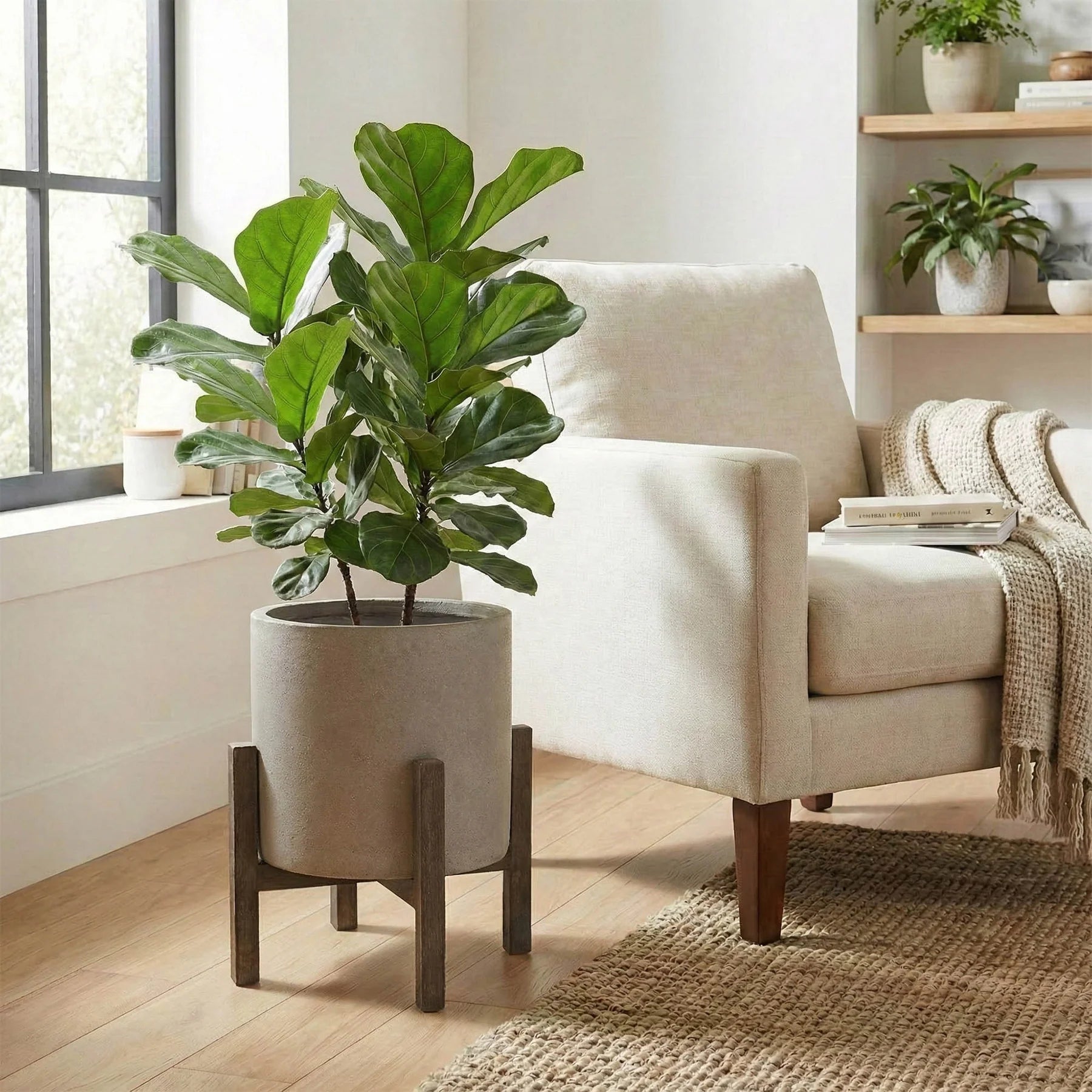 Fiddle leaf fig plant in a pot on a wooden stand in a living room.