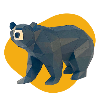 Black Bear
